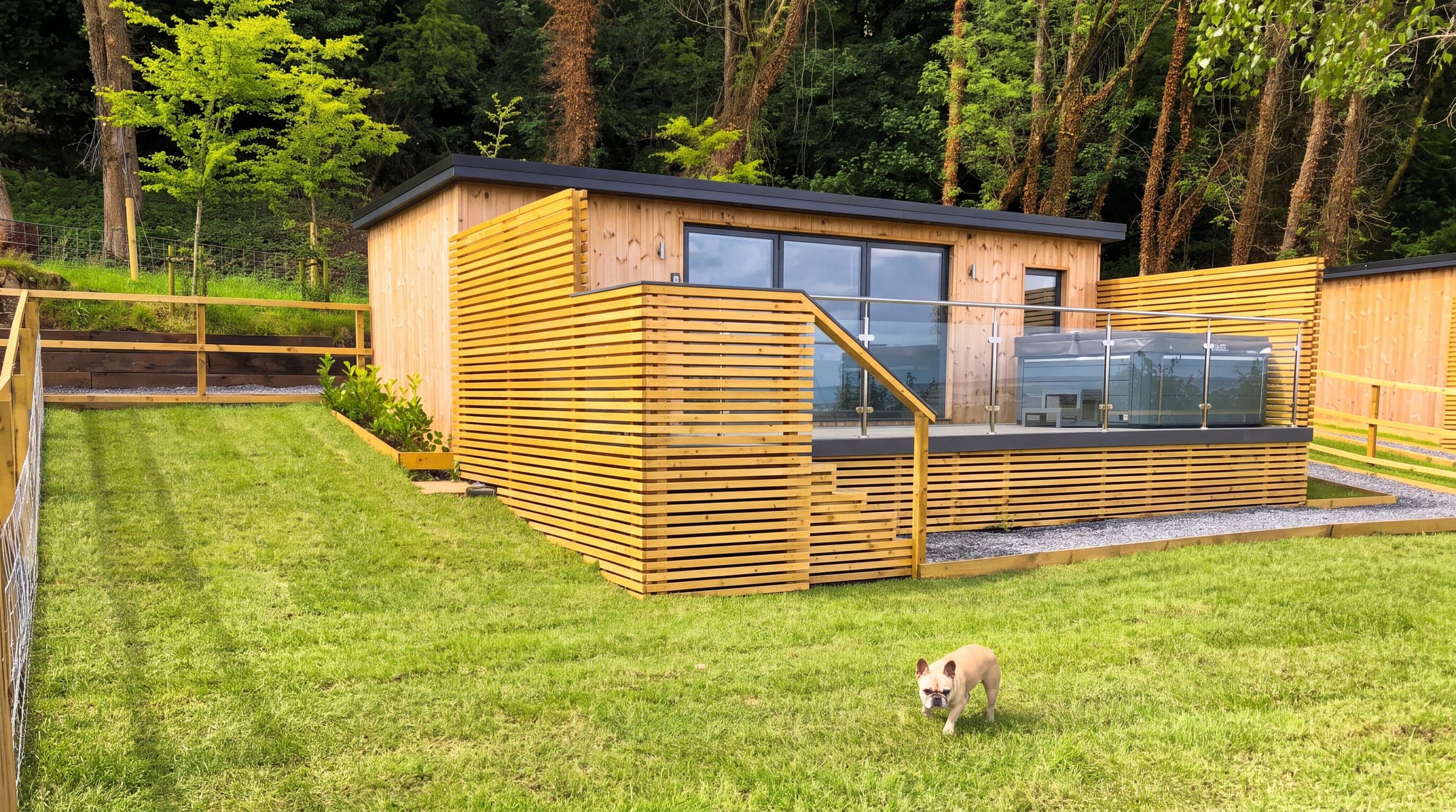 A fawn French bulldog walking across the mown lawn in front of the Caswell Bay Hide Out, the cedar-clad cabin behind it with slatted screens, a glass-balustraded deck and a hot tub, woodland rising steeply beyond